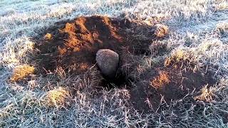 Барсук попал в капкан
