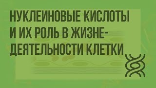 Нуклеиновые кислоты и их роль в жизнедеятельности клетки. Строение и функции ДНК. Видеоурок
