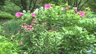 Rose Mallow