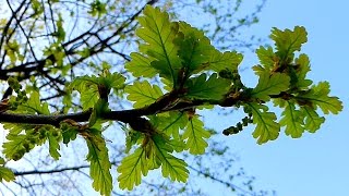 Весенний Дуб. Молодые Листочки Дуба. Весенняя Листва Дуба. Футажи для видеомонтажа
