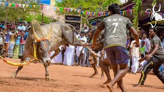 வட  ஜல்லிக்கட்டு மாடு புடி மாடு 2019 Jallikkattu videos