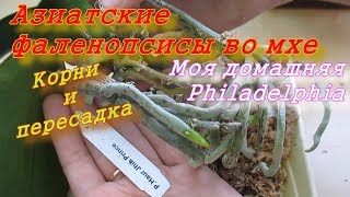 Фаленопсисы из Азии во мхе. Корни и пересадка орхидей. Домашняя Филадельфия.