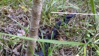 Black rat/chicken snake..