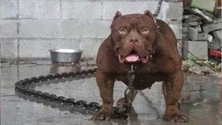 10 Самых Опасных Пород Собак