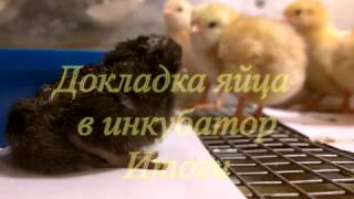 Эксперимент с докладкой яиц в инкубатор завершен // Мое хозяйство