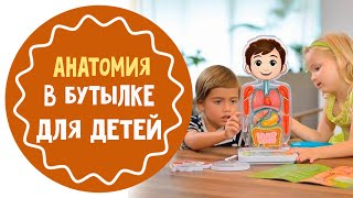 Анатомия для детей: как устроено тело человека