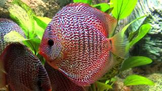 Some leopard snakeskin discus