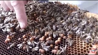 Ce putem face cand descoperim o matca trantorita? Apicultura pentru incepatori si nu numai