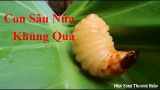 Khám Phá Núi Rừng Quê Tôi (Leo Rừng Bắt Cua, Bắt Sâu Nứa, Ăn Cây, Quả Lạ) | Nhịp Sống Thường Ngày