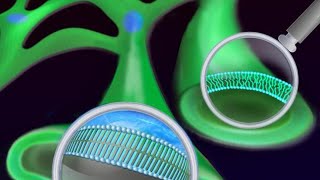Классификация жирных кислот. Как классифицировать жирные кислоты?Сарвасатья