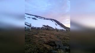 Стадо оленей.  Быки, важенки, оленята.  Тундра.  Природа Ямала.