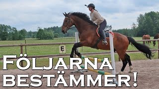 FÖLJARNA BESTÄMMER - En dag i stallet!