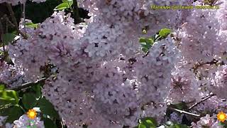 Сирень престона Минуэт. Краткий обзор, описание характеристик syringa x prestoniae Minuet