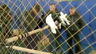 Поездка на Поволжскую выставку голубей г. Саратов 08.11.15