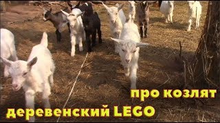 Лего для мужика и как дела у козлят