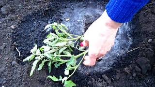 Мастер класс ЧИСТЫЕ РУКИ ПРИ ПОСАДКЕ РАССАДЫ