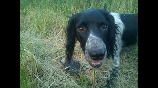 ОХОТА на утку со спаниелем  duck hunting
