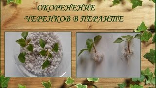 Окоренение черенков в перлите