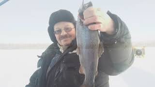 Пикалёво  2.02.2019. Зимняя сказка)))#Winter fishing on lake Pikalevo. Рыбалка.Mormyshka.