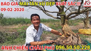 BÁO GIÁ MAI TÀN XÙ ĐẾ ĐẸP XUẤT SẮC 09-02-2020? ANH CHIẾN CHÂU PHÚ 0965050228 ? | AN GIANG NGÀY NAY