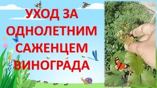 УХОД ЗА ОДНОЛЕТНИМ САЖЕНЦЕМ ВИНОГРАДА. Виноградарство на севере.