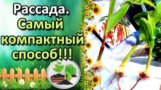 САМЫЙ КОМПАКТНЫЙ СПОСОБ ВЫРАЩИВАНИЯ РАССАДЫ! ФАСОЛЬ, ГОРОХ, КУКУРУЗА БЕЗ ЗЕМЛИ!