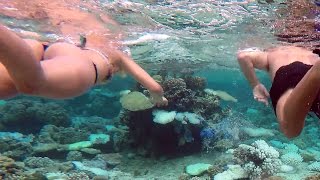 Bora Bora Pure Snorkeling Reef Discovery Tour: Day 2 in 4K