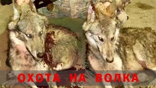 Охота на волков! Волки совсем обнаглели!!!