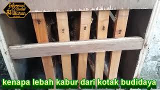 kenapa lebah kabur dari kotak budidaya,ciri ciri ratu lebah madu
