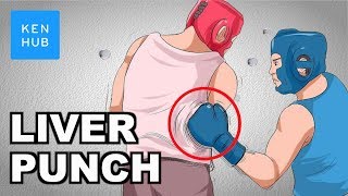 Why can't your body handle a punch to the liver? - Human Anatomy | Kenhub