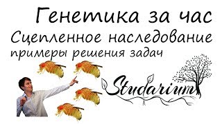 Генетика за час! Сцепленное наследование, решение генетических задач. ЕГЭ по биологии. Часть 2