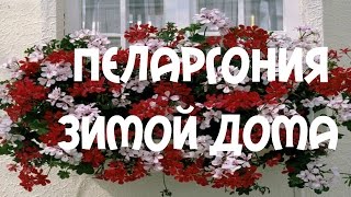 Пеларгония. Уход за #пеларгонией зимой