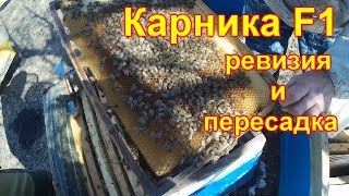 Карника F1 весенняя ревизия и пересадка