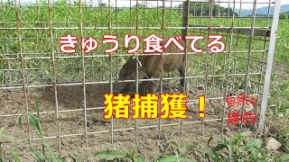 【閲覧注意】【箱罠】イノシシ捕獲　有害駆除　きゅうり食べるのね・・・ 2019/7/27
