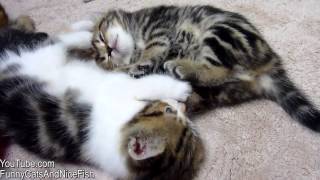 Котенок в шаре! Кошки играются!