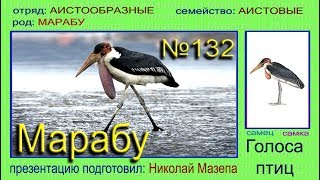 Марабу. Аист. Голоса птиц