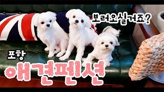 포항 애견펜션 풀빌라 vlog (음악과 함께)