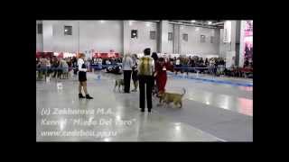 Russia 2011. Ca de bou/ка де бо. Выбор ЛС+RCACIB/Best Female+RCACIB