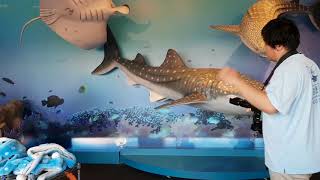 Ngất xỉu với Thủy cung "khủng" nhất nhì thế giới ở Osaka Aquarium Kaiyukan (Phần 1)
