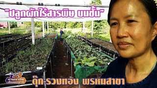 "ปลูกผักไร้สารพิษ บนชั้น" พี่ตุ๊ก(รวงทอง พรหมสาขา)//สามอาชีพฯ