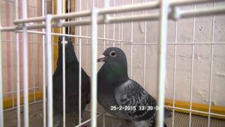 Pigeons for extreme long distances - Jan Aarden