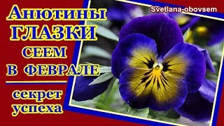 ВИОЛА -АНЮТИНЫ ГЛАЗКИ СЕЕМ В ФЕВРАЛЕ .СЕКРЕТЫ ПОСАДКИ .ПОДКОРМКА РАССАДЫ ....
