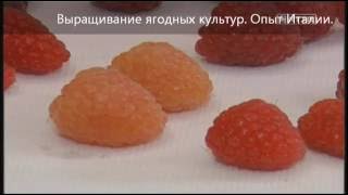 Выращивание ягод | ягодные культуры как бизнес | передовой опыт Италии |