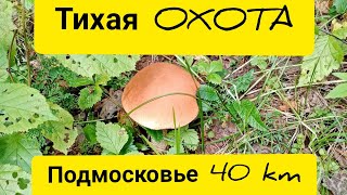 Тихая ОХОТА. Грибной сезон. Лисички и подосиновики. Прогулка по лесу 42 км от Москвы.