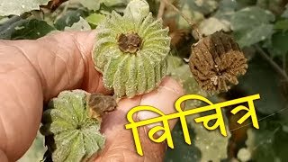 बला नाम से डरें नहीं | अतिबला है बला |  | For strength | vigor | vitality | Bala Shrub Is The Best |