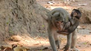 Mia Baby Screaming Loudly | Sherry Catch Baby Up Tree | Newborn Babies Monkey