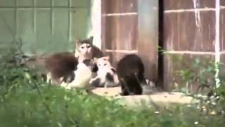 Ratón contra cuatro gatos