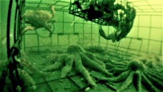 ЖУТКИЕ ПОДВОДНЫЕ ТВАРИ МОНСТРЫ АТАКУЮТ РАКОЛОВКУ Улов Раколовку Вот это рыбалка 2018 ты не поверишь