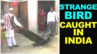 Huge Strange Bird Caught in India |जटायु पक्षी घर से पकड़ा गया