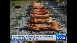 Saksi: 100 baboy, nilitson para patunayang ligtas sa ASF ang Tarlac